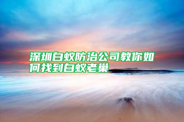 深圳白蟻防治公司教你如何找到白蟻老巢