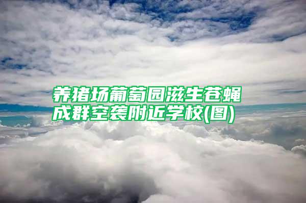 養(yǎng)豬場(chǎng)葡萄園滋生蒼蠅 成群空襲附近學(xué)校(圖)