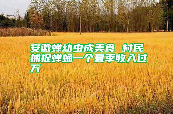 安徽蟬幼蟲成美食 村民捕捉蟬蛹一個(gè)夏季收入過萬