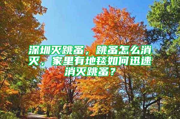 深圳滅跳蚤，跳蚤怎么消滅，家里有地毯如何迅速消滅跳蚤？