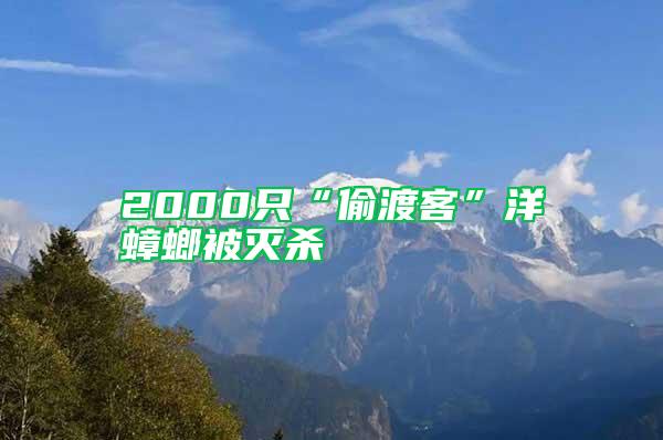 2000只“偷渡客”洋蟑螂被滅殺