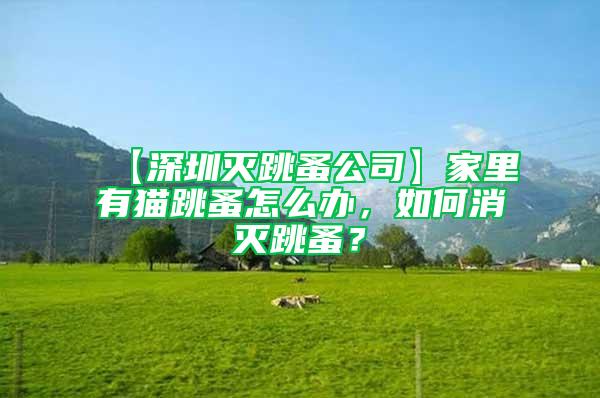 【深圳滅跳蚤公司】家里有貓?zhí)樵趺崔k，如何消滅跳蚤？