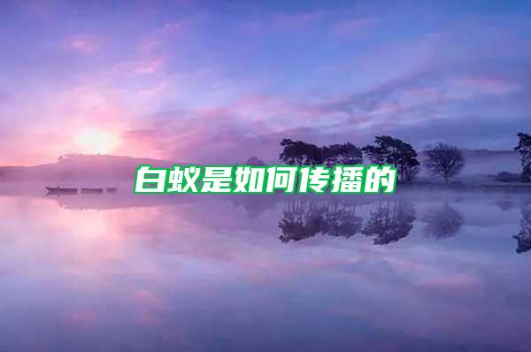 白蟻是如何傳播的