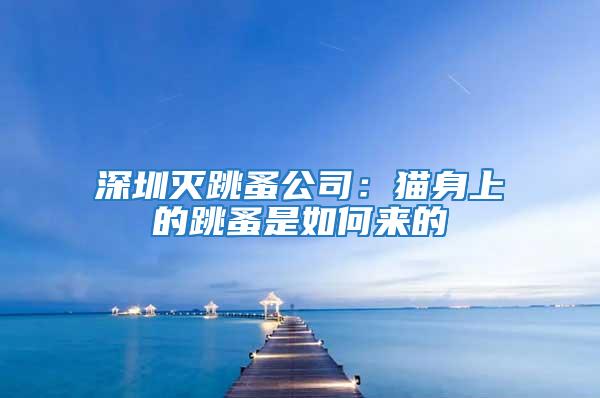 深圳滅跳蚤公司：貓身上的跳蚤是如何來的