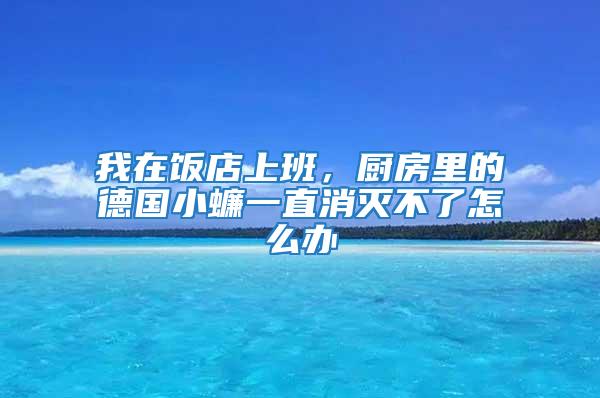 我在飯店上班，廚房里的德國小蠊一直消滅不了怎么辦