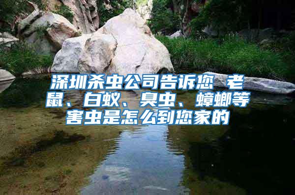 深圳殺蟲公司告訴您 老鼠、白蟻、臭蟲、蟑螂等害蟲是怎么到您家的