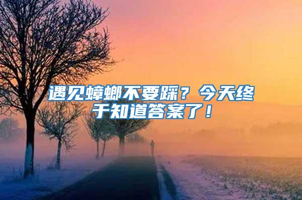 遇見蟑螂不要踩？今天終于知道答案了！