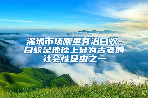 深圳市場哪里有治白蟻，白蟻是地球上最為古老的社會(huì)性昆蟲之一