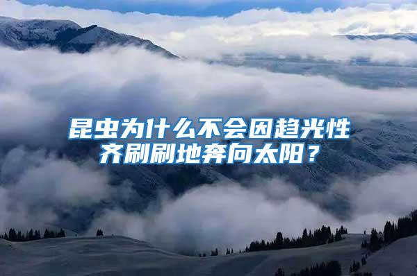 昆蟲(chóng)為什么不會(huì)因趨光性齊刷刷地奔向太陽(yáng)？