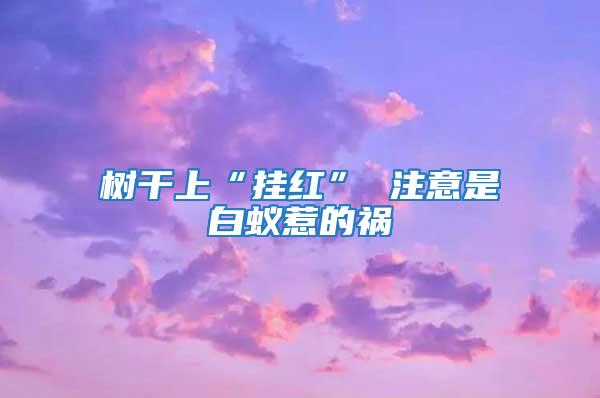 樹干上“掛紅” 注意是白蟻惹的禍