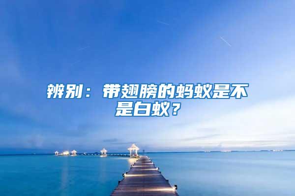 辨別：帶翅膀的螞蟻是不是白蟻？