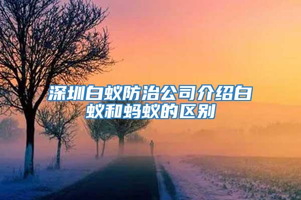 深圳白蟻防治公司介紹白蟻和螞蟻的區(qū)別