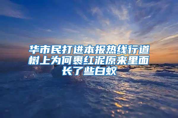 華市民打進本報熱線行道樹上為何裹紅泥原來里面長了些白蟻