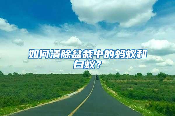 如何清除盆栽中的螞蟻和白蟻？