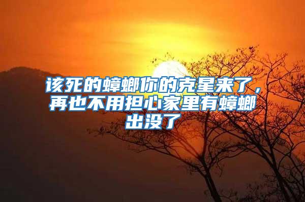 該死的蟑螂你的克星來了，再也不用擔心家里有蟑螂出沒了