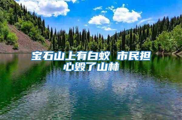 寶石山上有白蟻 市民擔(dān)心毀了山林