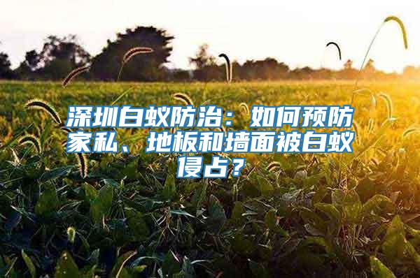 深圳白蟻防治：如何預(yù)防家私、地板和墻面被白蟻侵占？