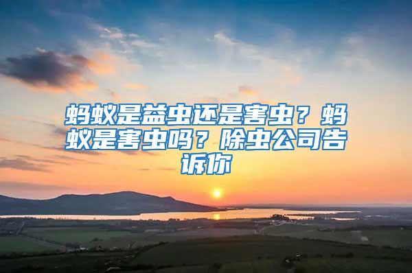 螞蟻是益蟲還是害蟲？螞蟻是害蟲嗎？除蟲公司告訴你