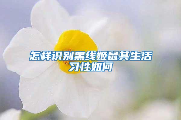 怎樣識別黑線姬鼠其生活習(xí)性如何