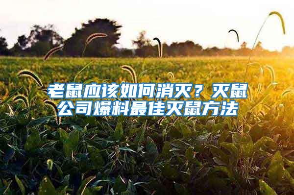 老鼠應(yīng)該如何消滅？滅鼠公司爆料最佳滅鼠方法