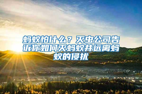 螞蟻怕什么？滅蟲公司告訴你如何滅螞蟻并遠離螞蟻的侵擾