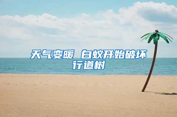 天氣變暖 白蟻開始破壞行道樹