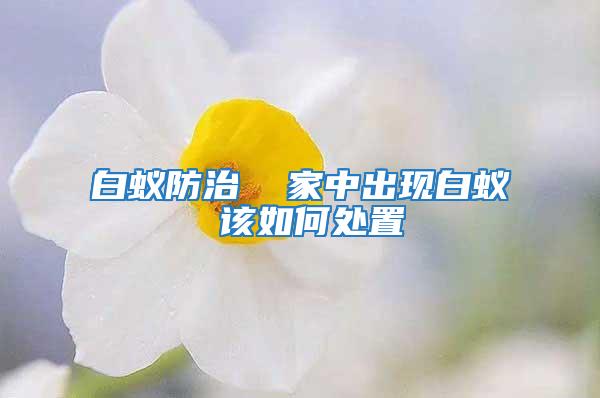 白蟻防治  家中出現(xiàn)白蟻 該如何處置