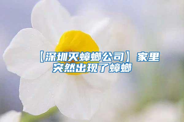 【深圳滅蟑螂公司】家里突然出現(xiàn)了蟑螂