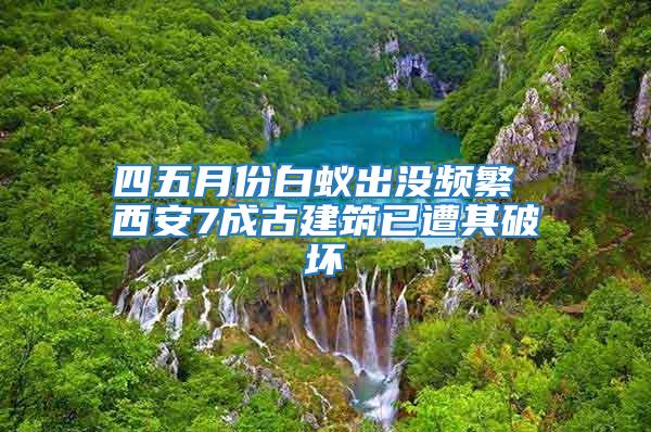 四五月份白蟻出沒頻繁 西安7成古建筑已遭其破壞