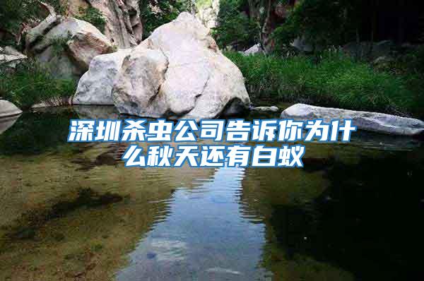 深圳殺蟲公司告訴你為什么秋天還有白蟻