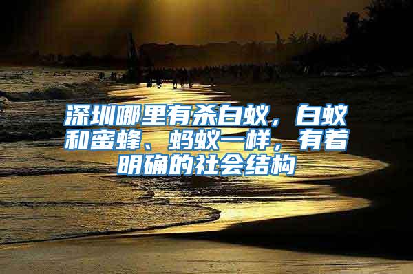 深圳哪里有殺白蟻，白蟻和蜜蜂、螞蟻一樣，有著明確的社會(huì)結(jié)構(gòu)