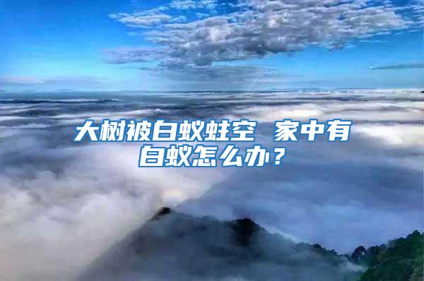 大樹被白蟻蛀空 家中有白蟻怎么辦？