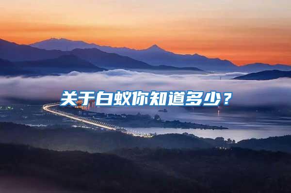 關于白蟻你知道多少？