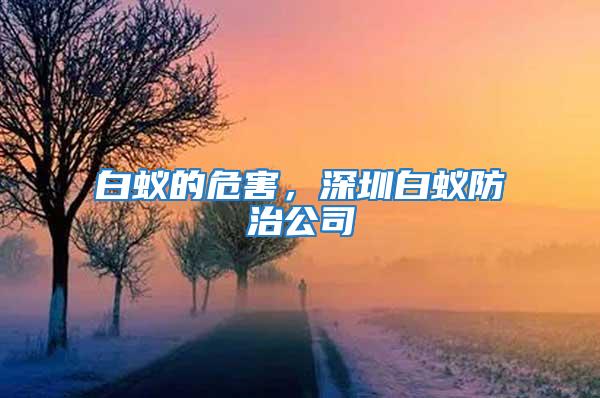 白蟻的危害，深圳白蟻防治公司