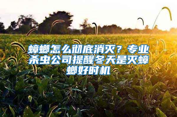 蟑螂怎么徹底消滅？專業(yè)殺蟲公司提醒冬天是滅蟑螂好時機