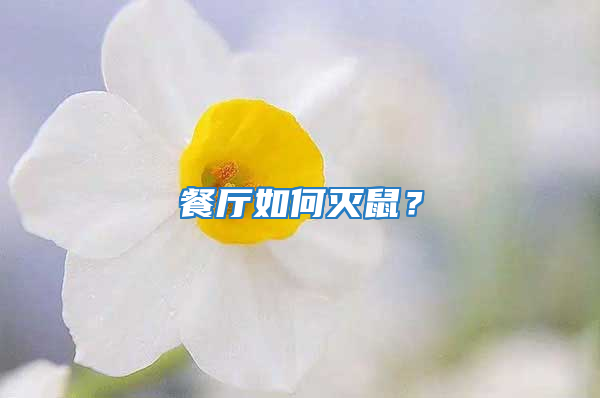 餐廳如何滅鼠？