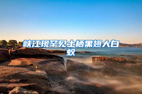 峽江現(xiàn)罕見土棲黑翅大白蟻