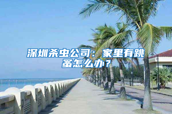 深圳殺蟲公司：家里有跳蚤怎么辦？